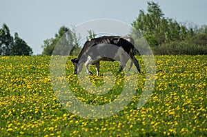 Cow on flower meadow.